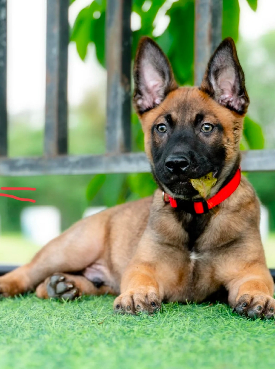 忠心不二，军犬，警犬，搜救犬的代表